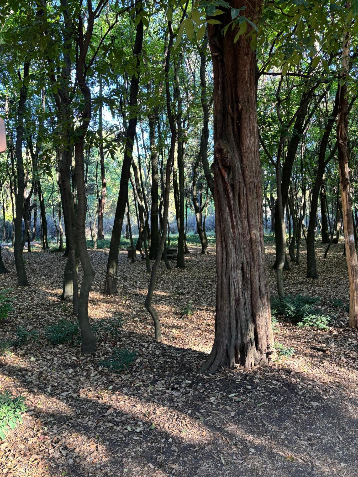 Villa Coyoacan Kota Meksiko Bagian luar foto