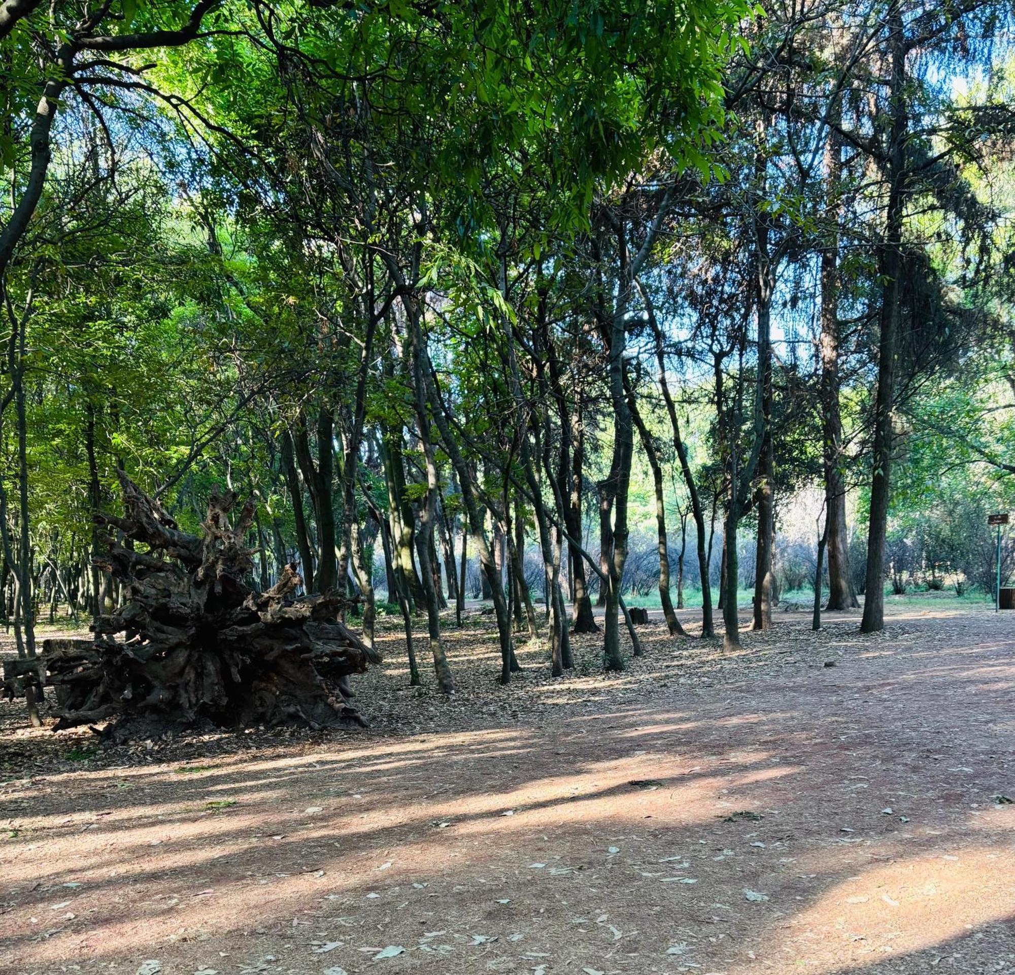 Villa Coyoacan Kota Meksiko Bagian luar foto